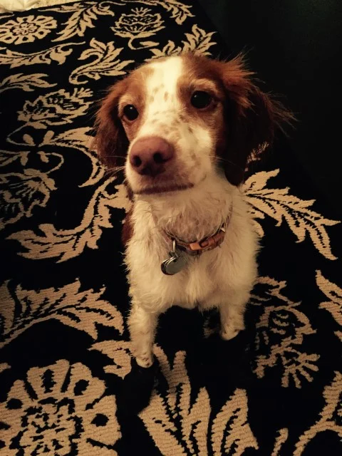 Photo: Nala still wet after her run.