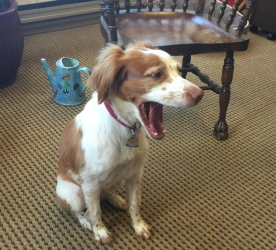 Photo: Nala Objecting