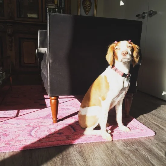 Photo: Nala catching some rare Seattle rays on the pink carpet.