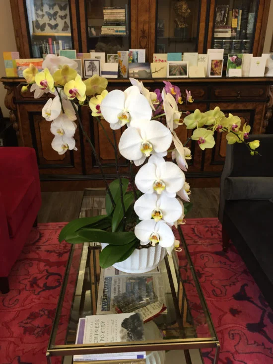 Photos: The flowers Ann Rosato gave me in honor of my mom's death and the cards.