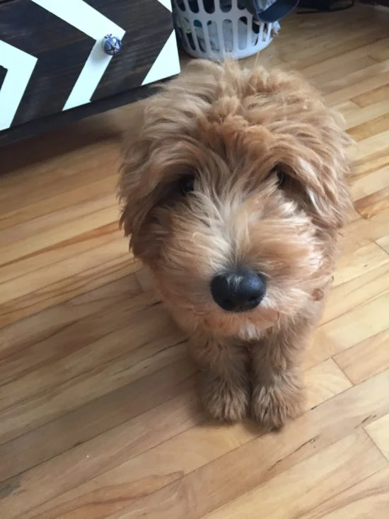Photo: Gran puppy Millie Doodette at Noelle's house - wishing people would just act nice.