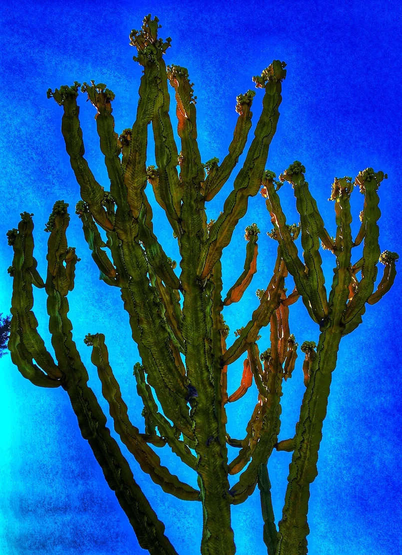 Blue Series - Cactus low res copy.jpeg
