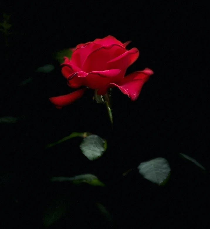 Red Rose 2.jpeg