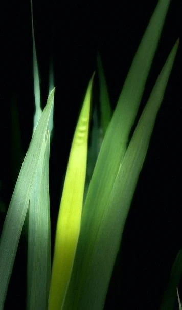 Blades of Green.jpeg