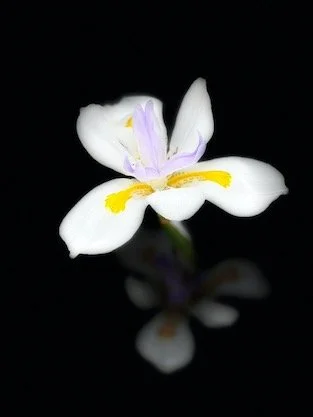 White Iris with reflection.jpeg