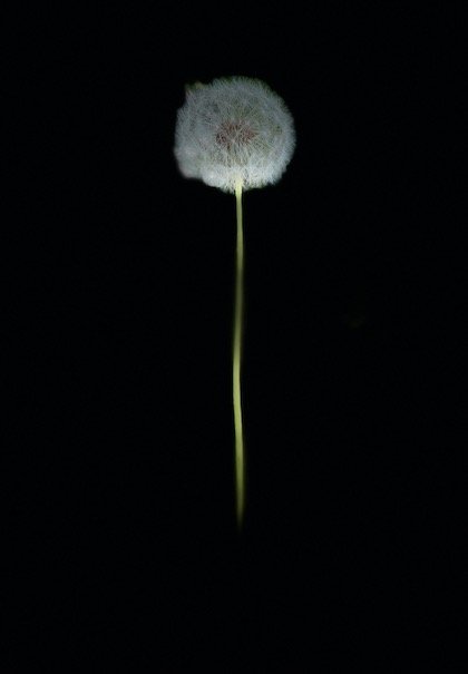 Dandelion.jpeg
