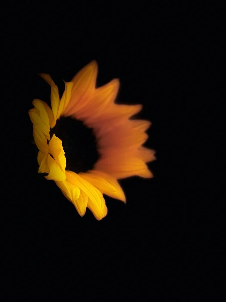 Sunflower Greeting the Day.jpeg