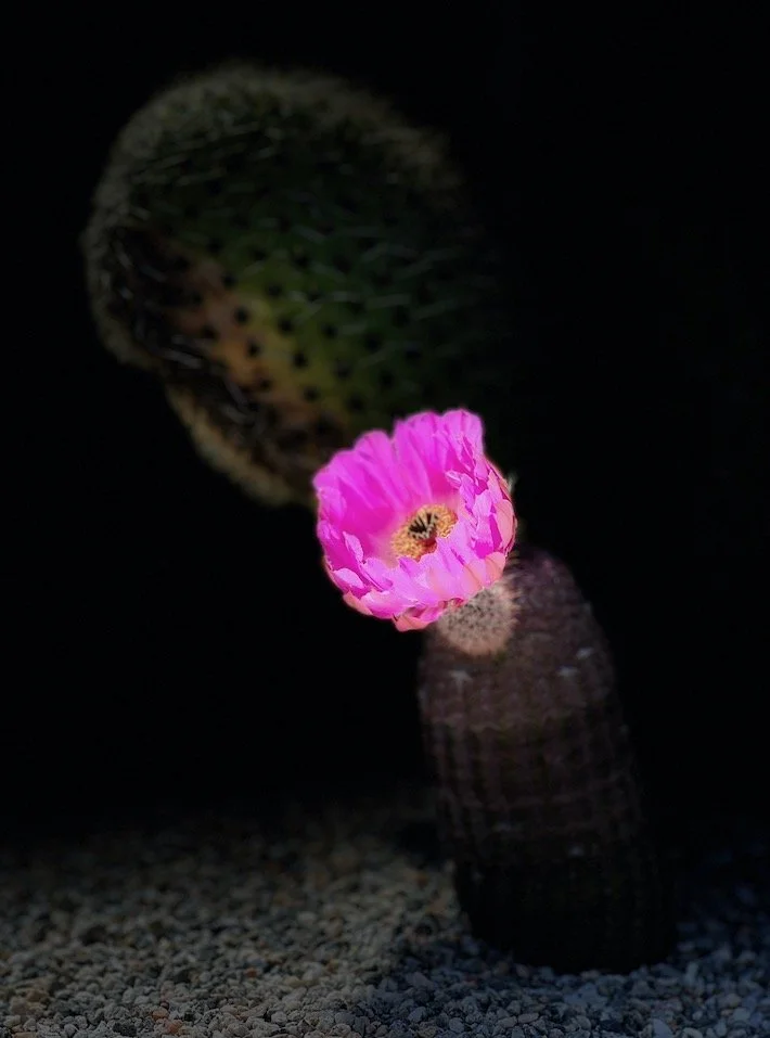 Desert Bloom.jpeg