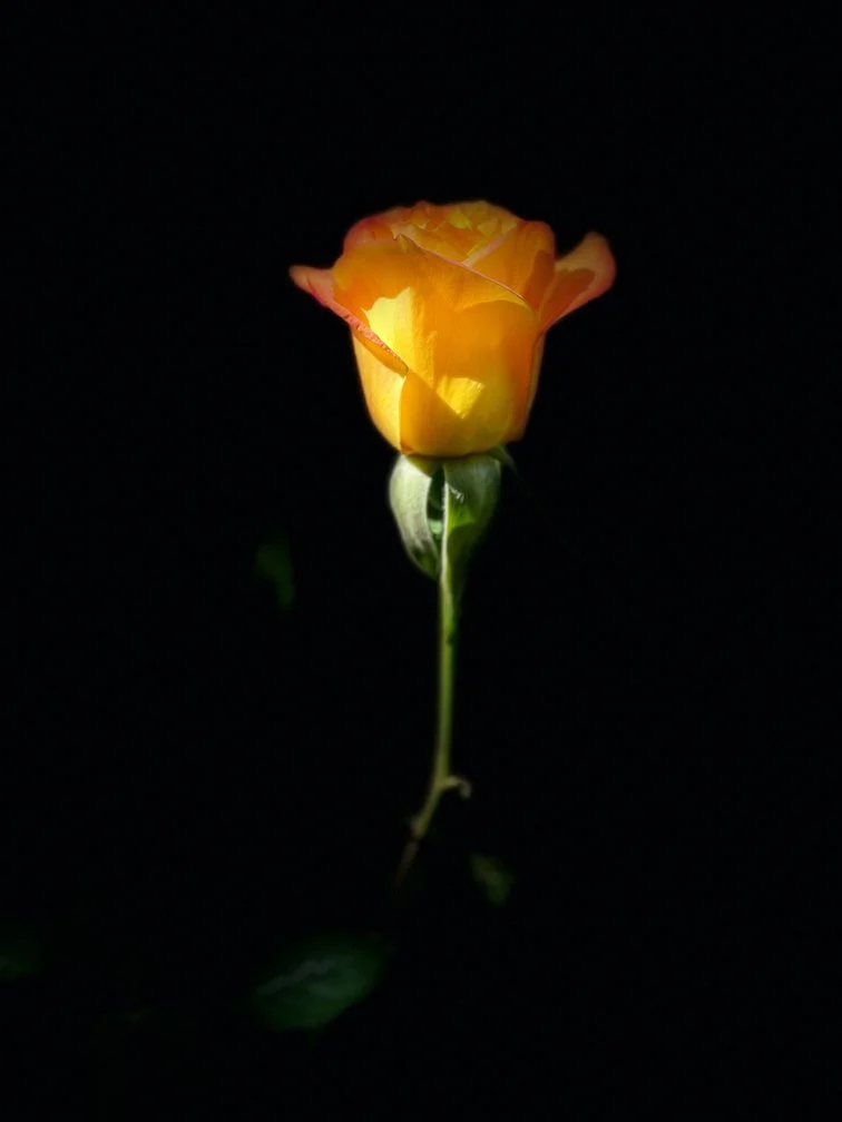 Yellow Rose.jpeg
