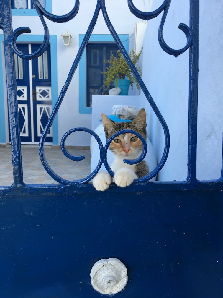 Mykonos Kitten.jpeg