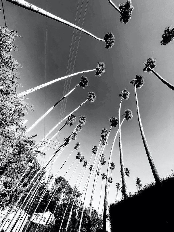 Silver Screen Palm Trees.jpeg