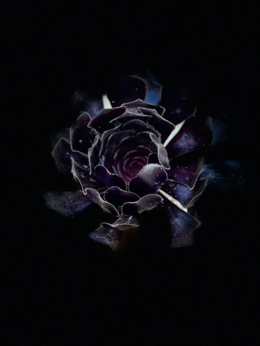 Night Bloom.jpeg