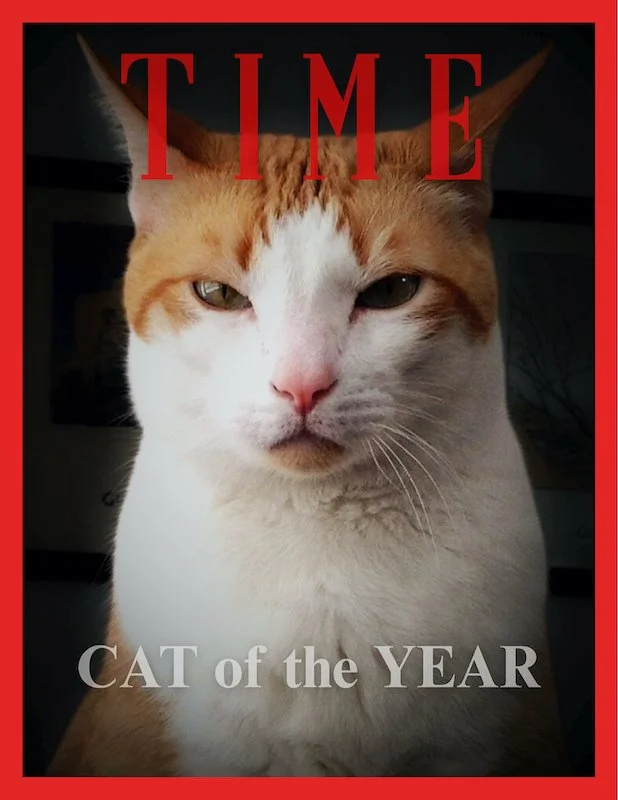 Cat of the Year.jpeg