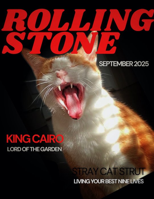 Cat Rolling Stone.jpeg