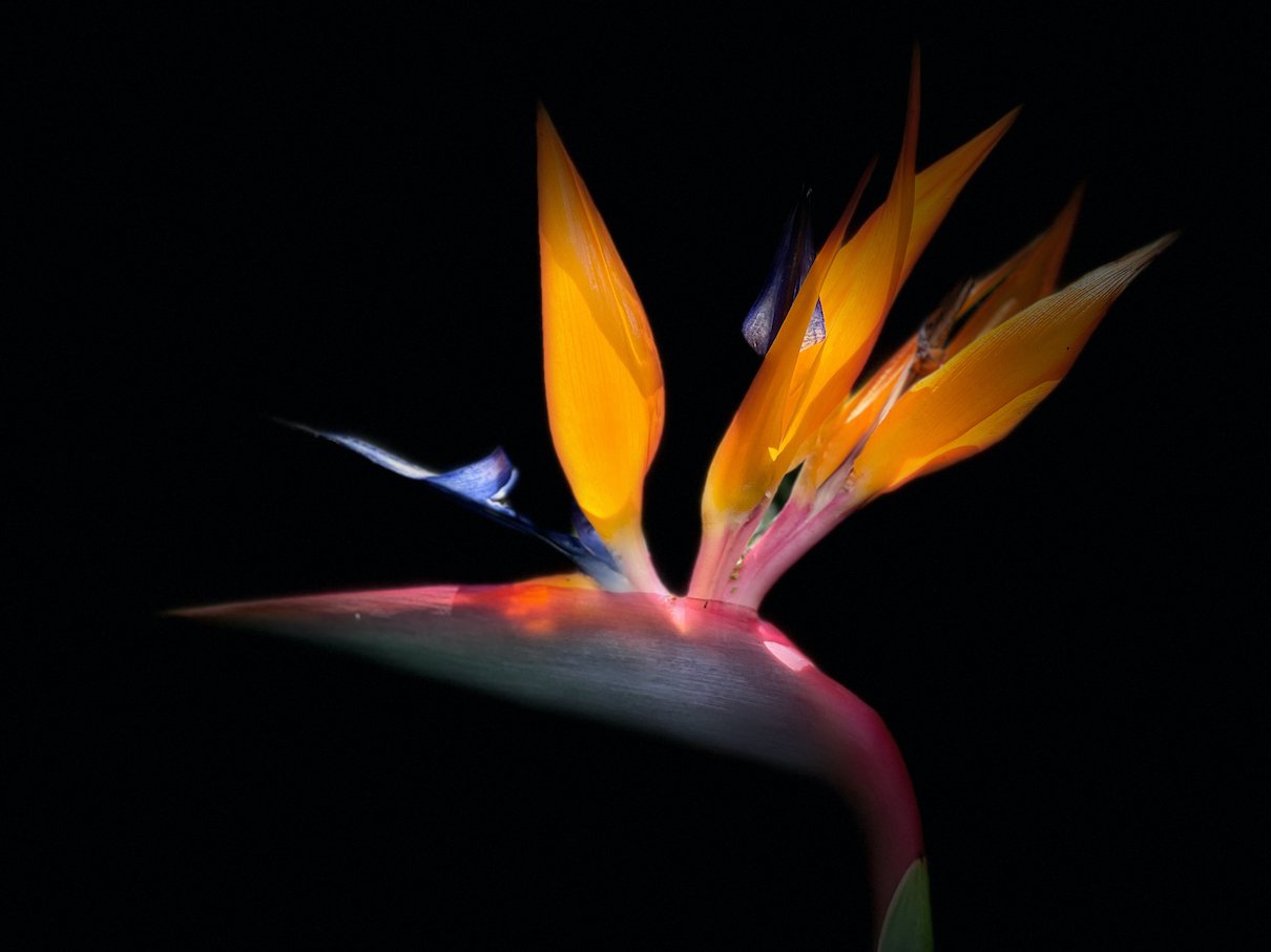 Bird of Paradise.jpeg