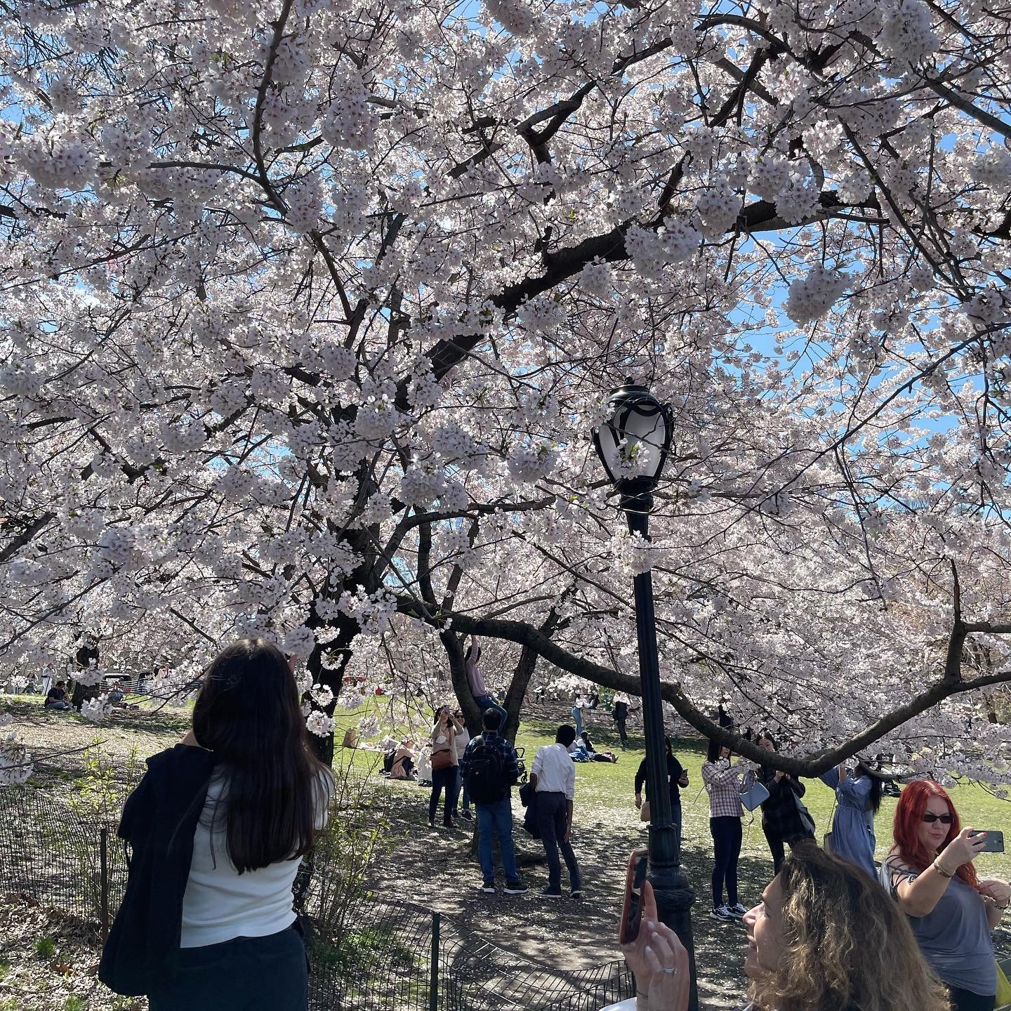 It&rsquo;s officially cherry blossom season 🌺 join our Central Park tour on Sunday afternoons starting next week