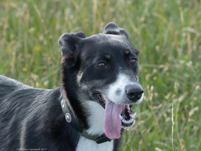 NACSW Odor Recognition Trial