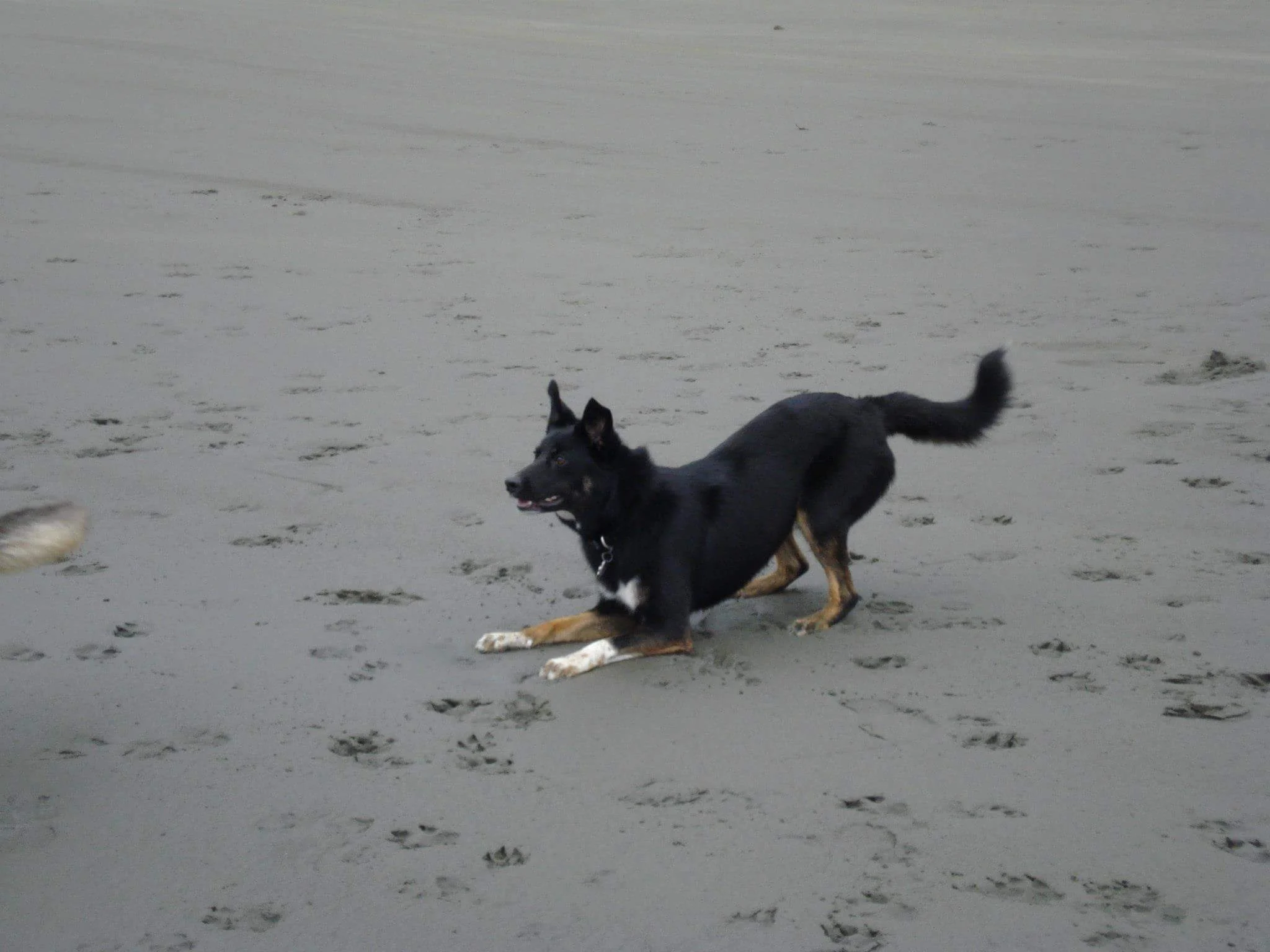 "Avoiding Dog Play Dangers" Lecture by Sue Sternberg