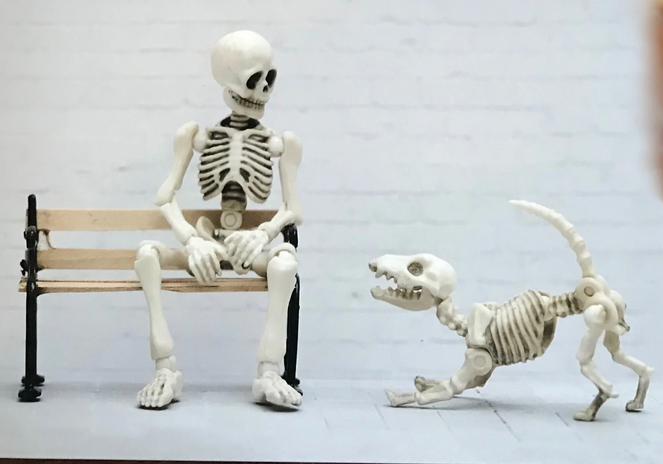 Halloween Dog Event has been cancelled due to rise in Covid19 numbers