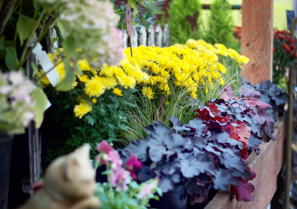reduced Mums september fall flowers decor PC SS.jpg