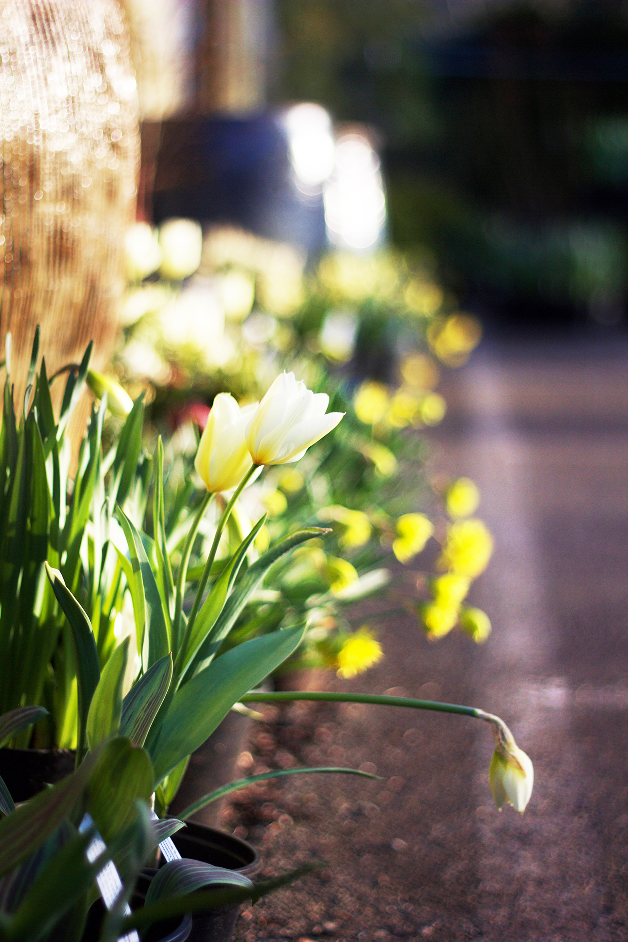 reduced Spring bulbs flowers pc ss tulips sunshine .jpg