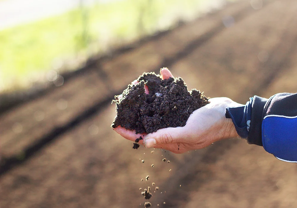 reduced beautiful garden dirt scattered seeds nursery spring field ss.jpg
