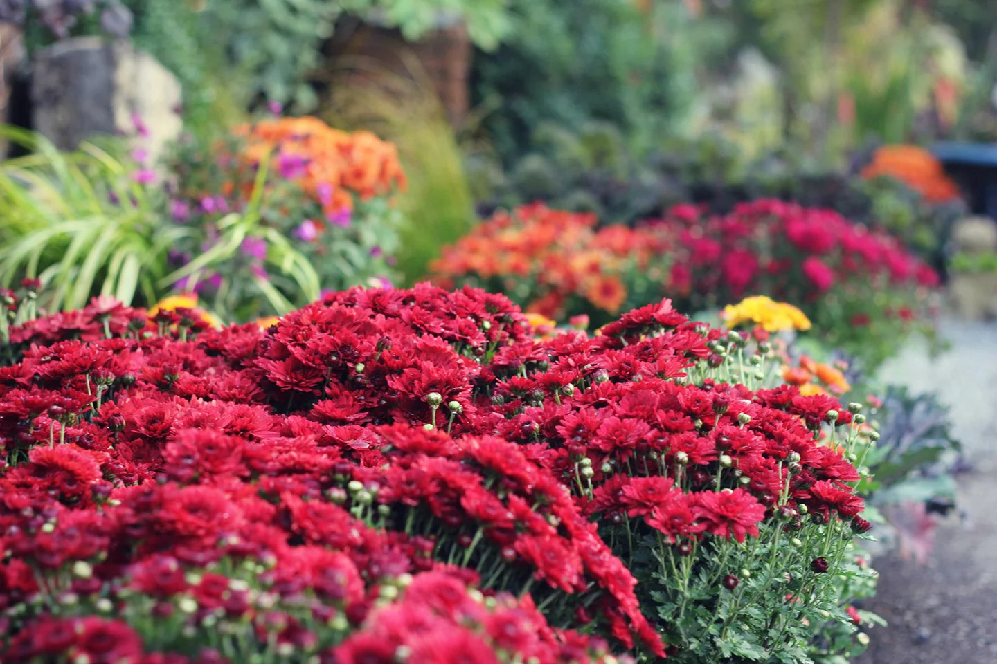 reduced Fall mums vibrant!.jpg