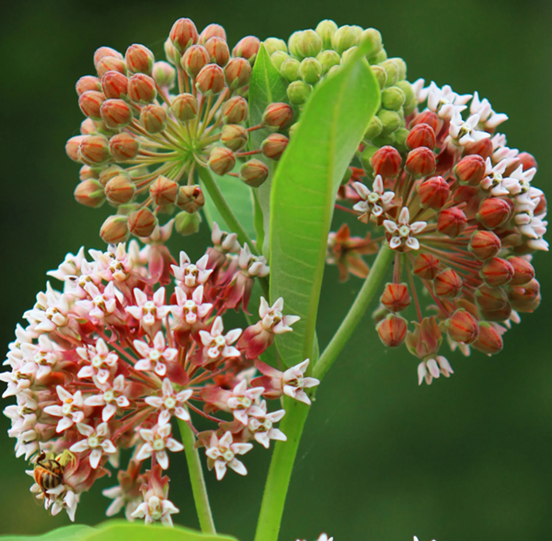 butterflower lo res.jpg