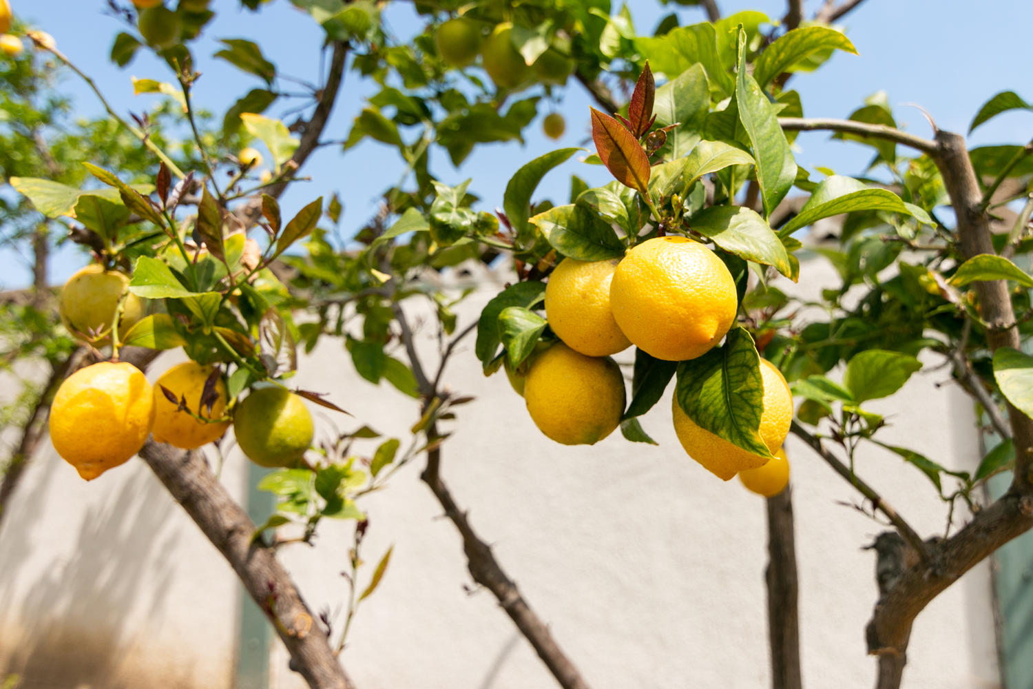 5061 Lafayette St-043-032-Citrus Trees-MLS_Size.jpg