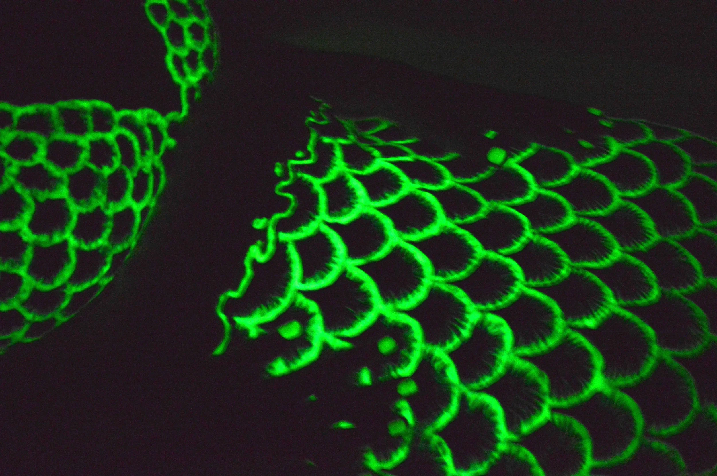 glow on tail, top, and nails