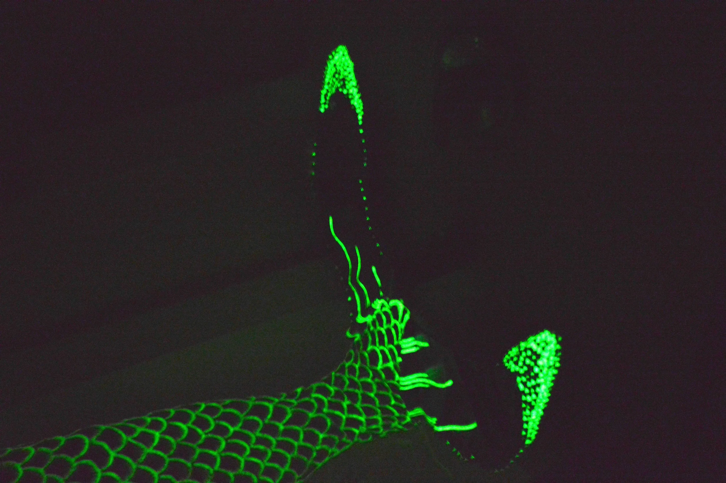 glow on fluke
