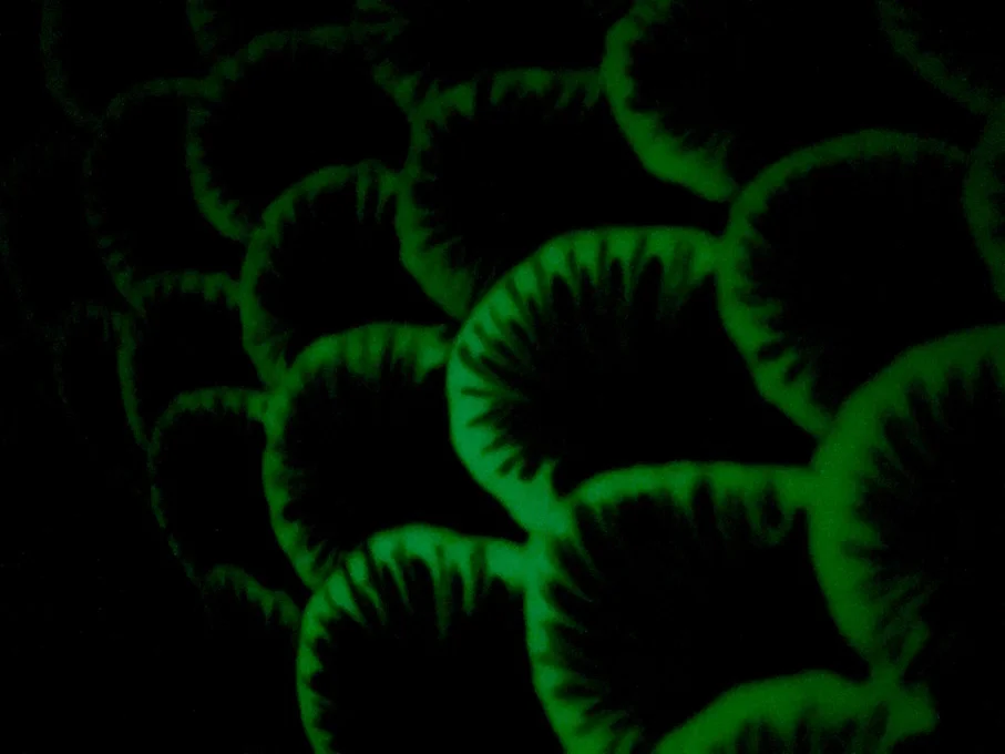 close up - lights off