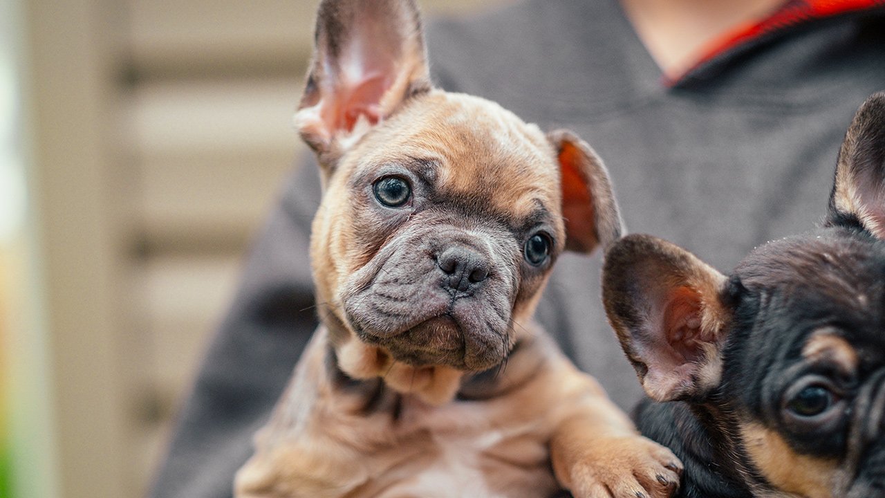frenchton-gingerbread-curious.jpg
