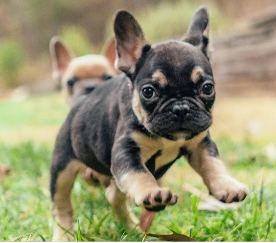 frenchton-running.jpg