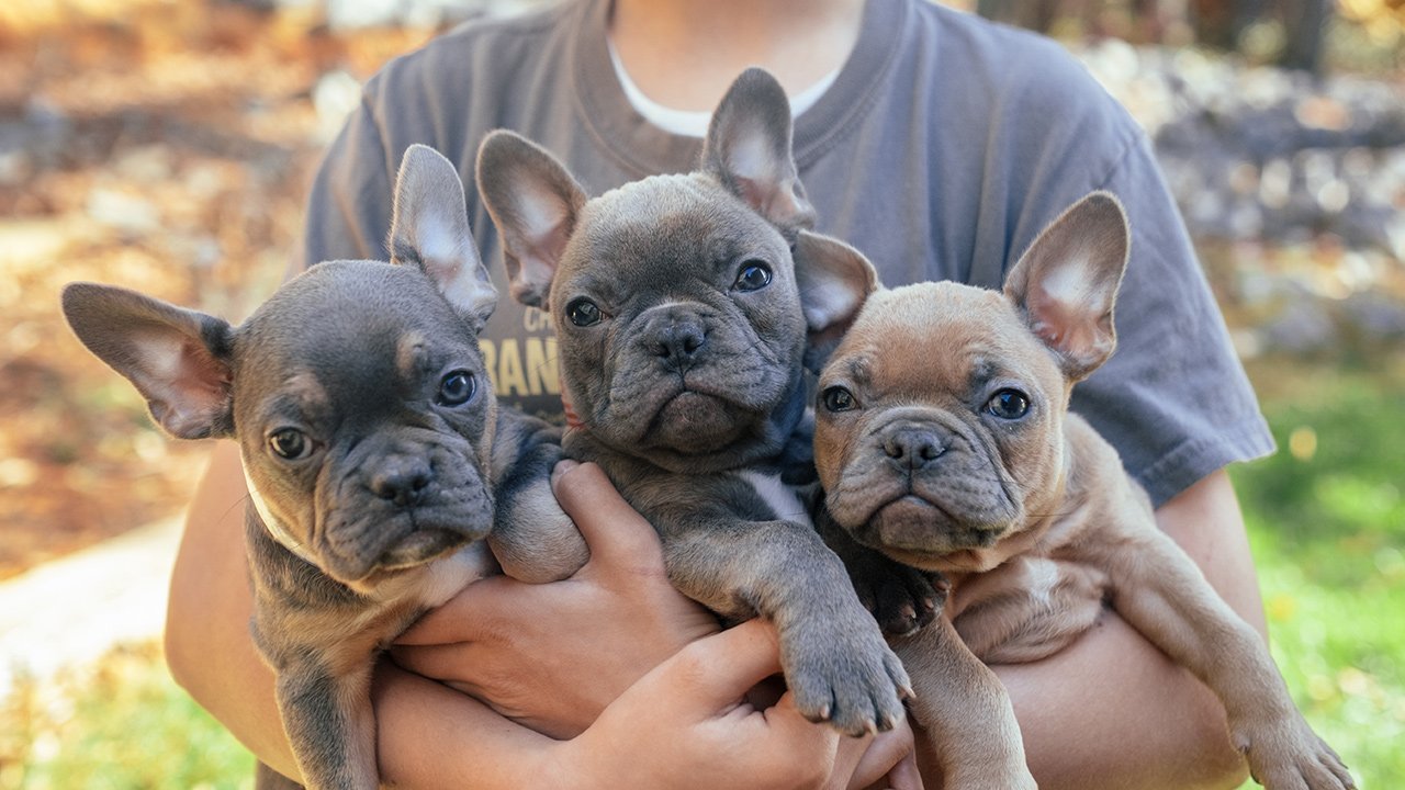 holding-frenchtons-pups.jpg