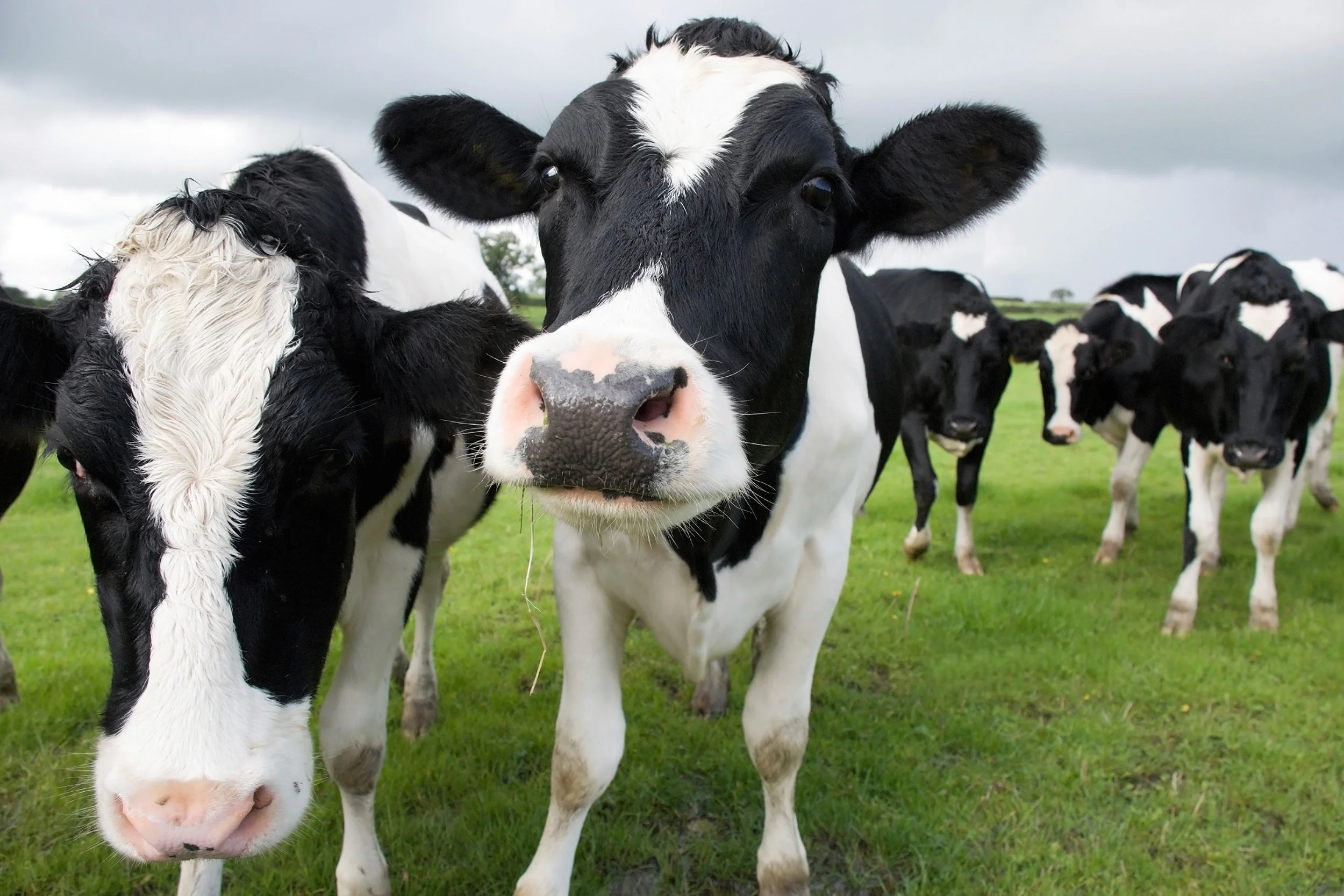 Animal Welfare, Meat Production, and the Current Model 