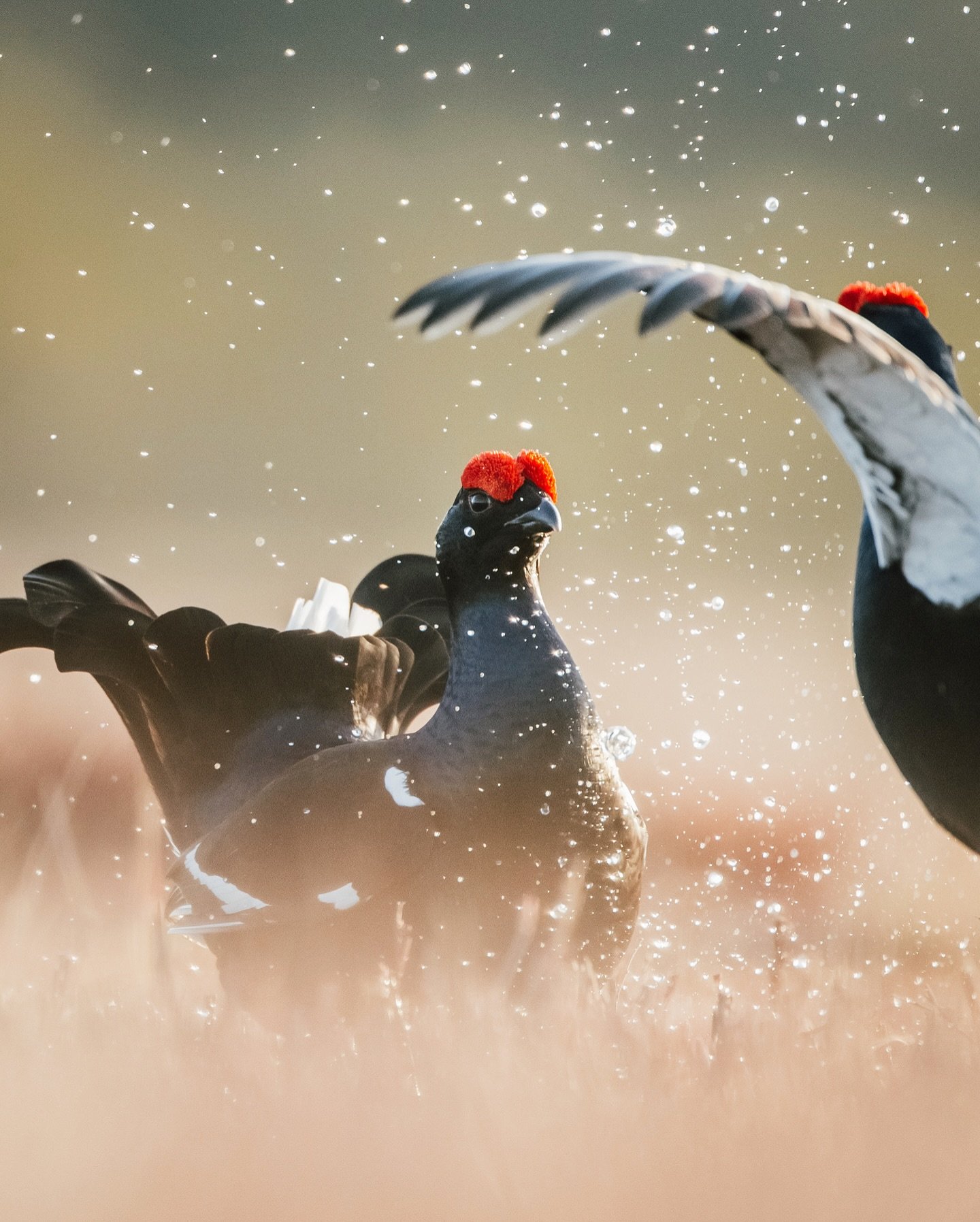 This past spring I luckily had the time to go and document the black grouse lek. I woke up at 2:30 a.m. a few mornings, drove to the destination and walked half an hour on snowshoes with a heavy backpack to the spot where the birds fight against each