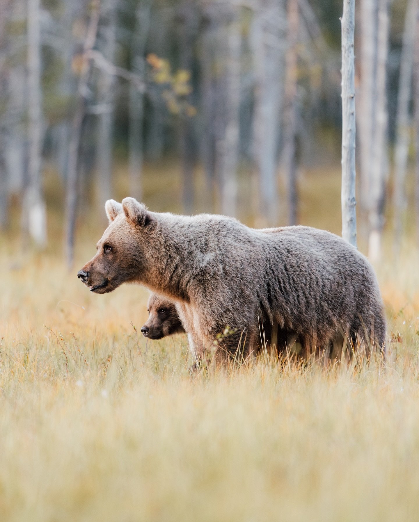 Miten kukaan voi haluta pahaa teille? 🌿 Ehk&auml; ihminen joskus viel&auml; oppii, ett&auml; ihmisen tulee el&auml;&auml; luonnon keskell&auml;, ei luonnon ihmisten keskell&auml;. 
#karhu #bear #brownbear #finland
