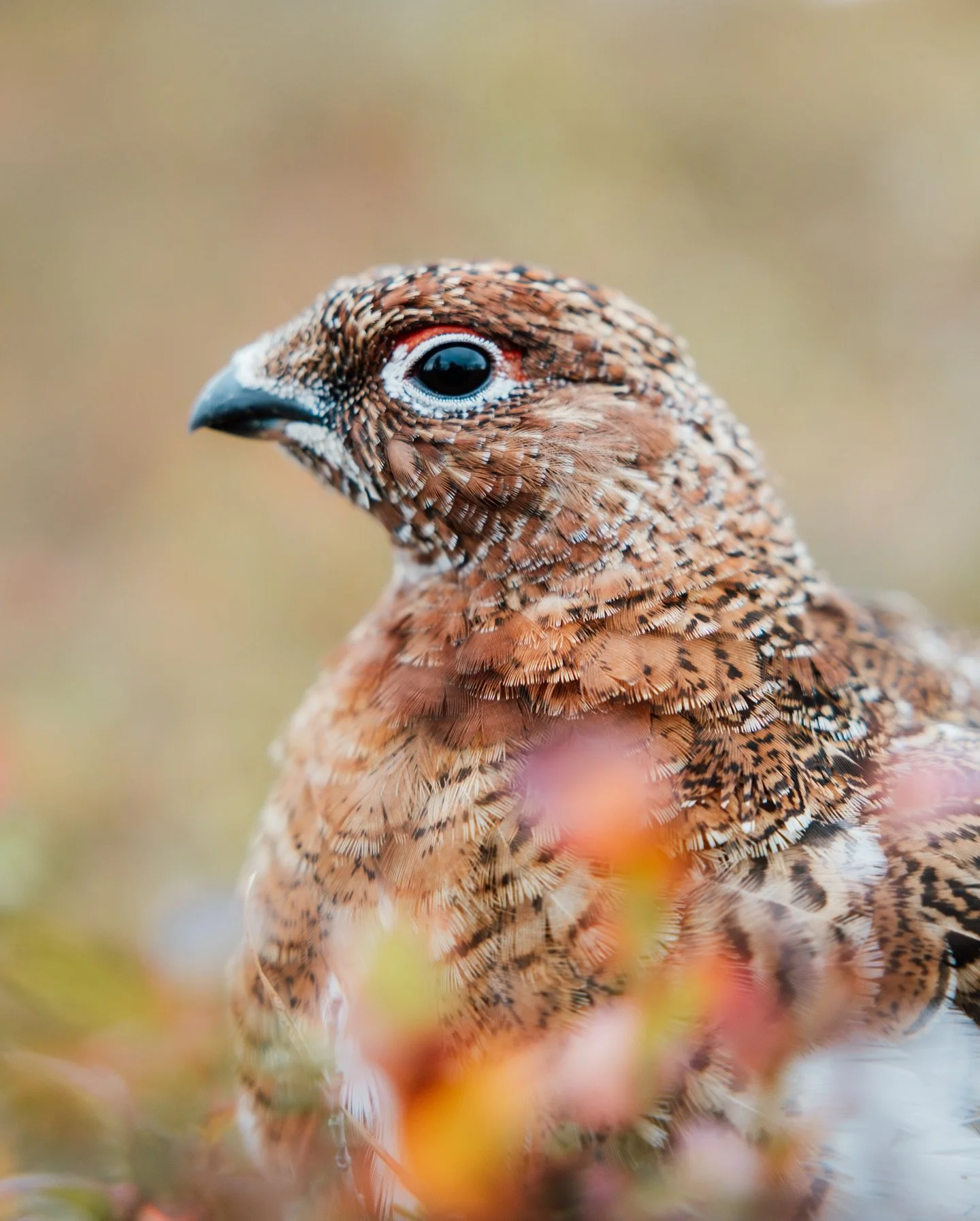 Luonto on ihmeellinen 🥲 T&auml;n&auml;&auml;n seuraan hakeutui maailman suloisin ja luottavaisin pieni riekko. Vietettiin tunti yhess&auml; toisiamme ihmetellen ja seuraillen. Seura teki molemmille hyv&auml;&auml;, ollaan kummatkin taidettu olla tov