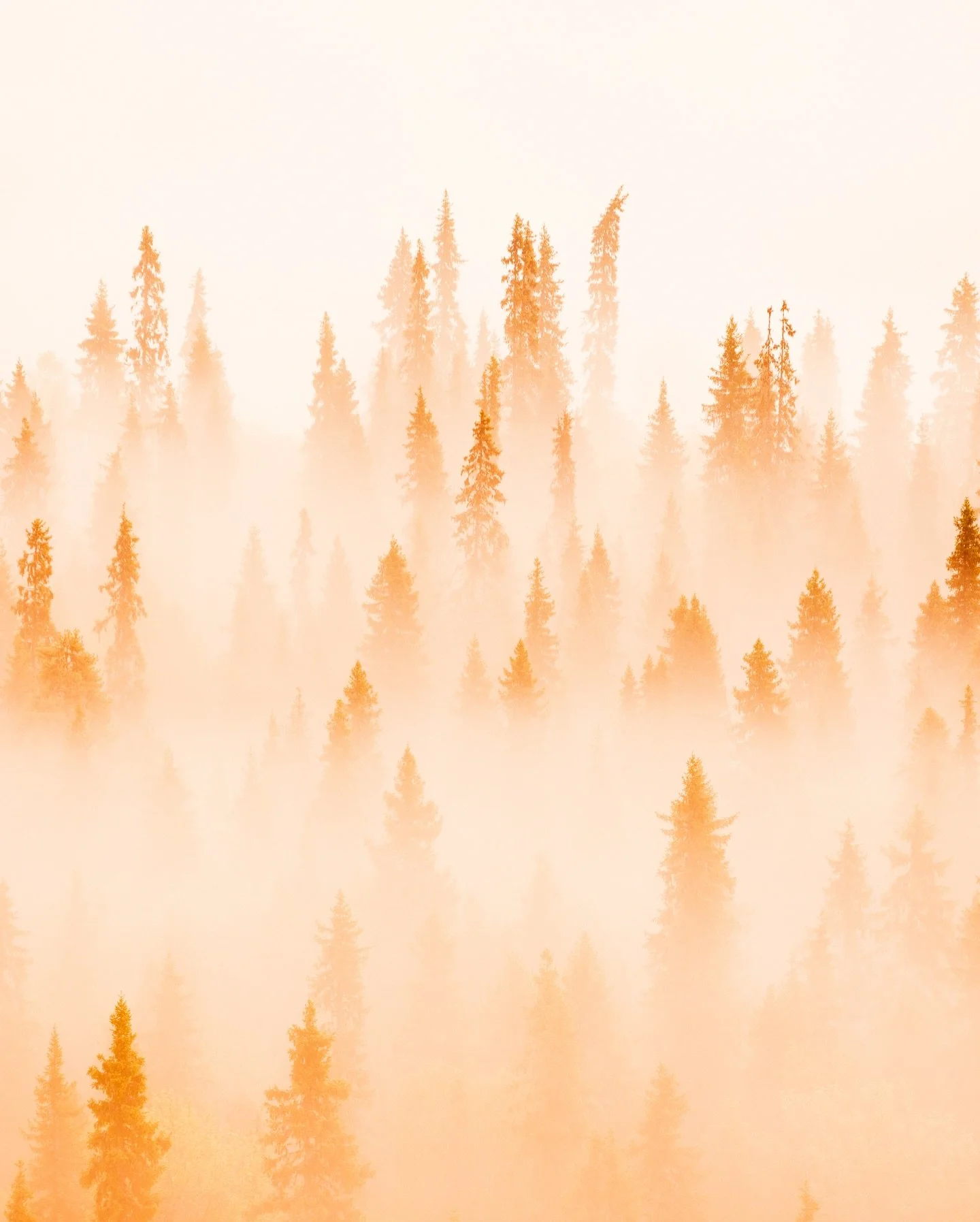 WHY would you wake up at 4am? 🤷🏽&zwj;♀️
#kuusamo #finland #autumn #ruska