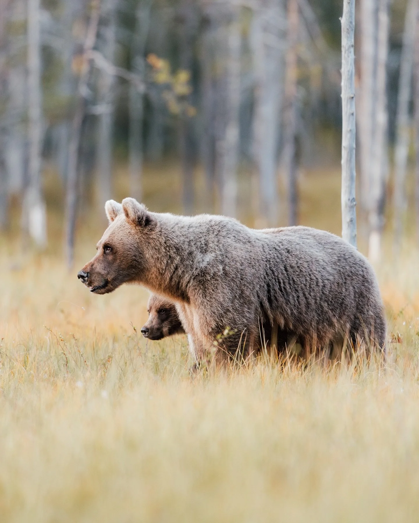 Miten kukaan voi haluta pahaa teille? 🌿 Ehk&auml; ihminen joskus viel&auml; oppii, ett&auml; ihmisen tulee el&auml;&auml; luonnon keskell&auml;, ei luonnon ihmisten keskell&auml;. 
#karhu #bear #brownbear #finland