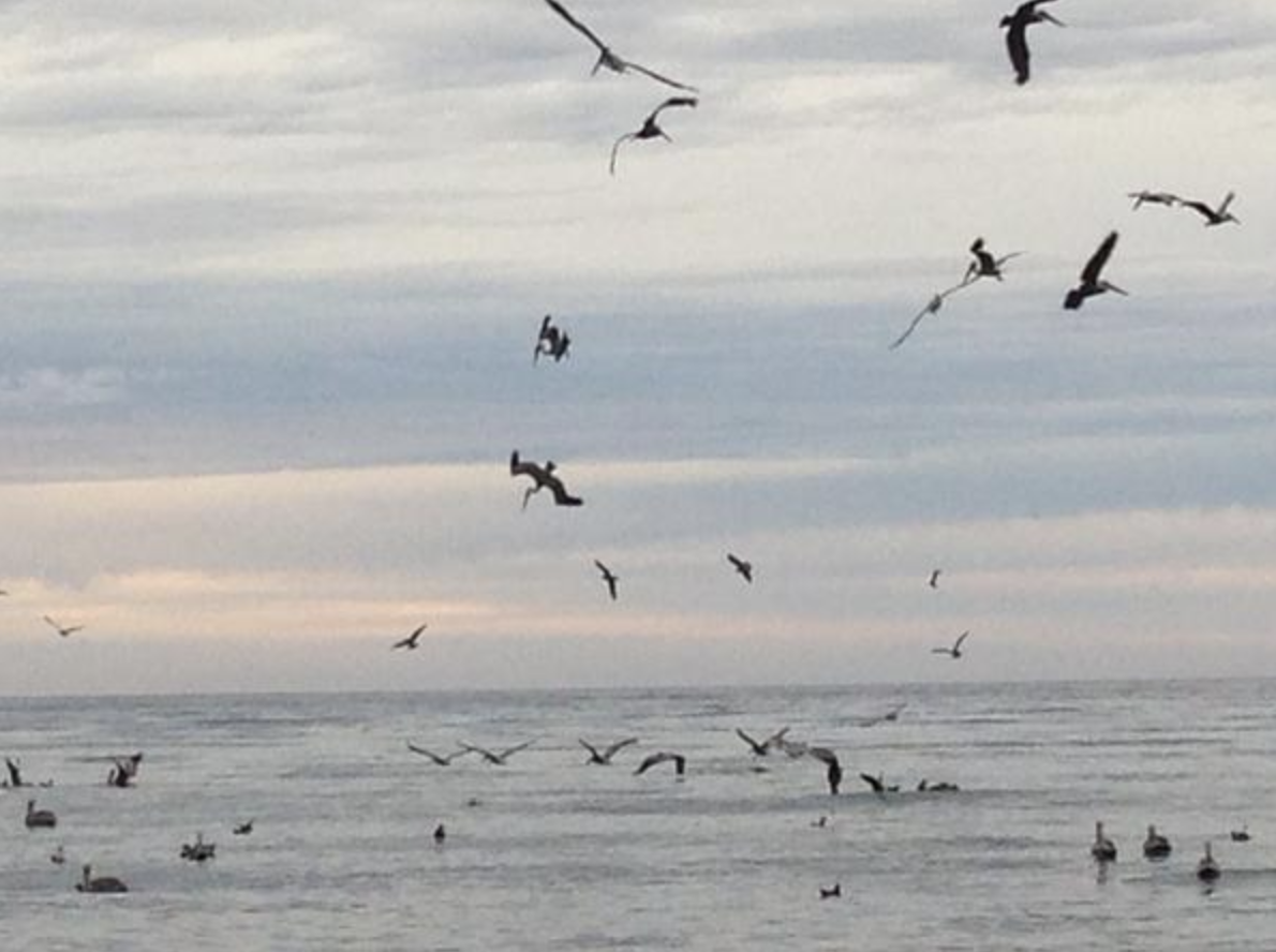 The dance of the pelicans around Carmel was breathtaking.....