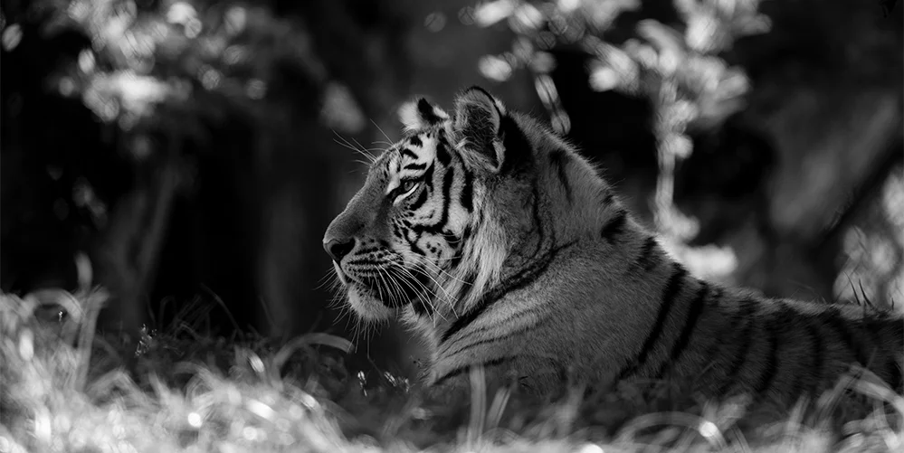 Amur tiger, Panthera tigris altaica © Lesley Malpas, 2017. There are estimated to be around 600 Amur tigers left in the wild. Captive breeding programmes are providing protection against extinction for this species, but habitat protection, and the end of illegal wildlife trafficking of their body parts, are essential if the species is to have any chance of future survival in the wild. Photo by Lesley Malpas.