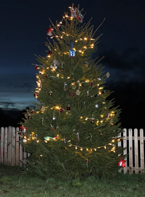 kvhtree.jpg