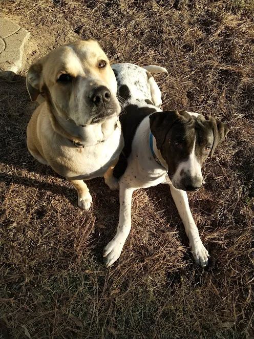 dogs-condenser-replacement-reservoir.jpg