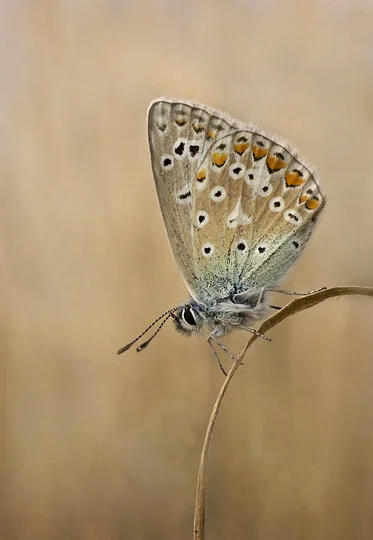 Common Blue.jpg