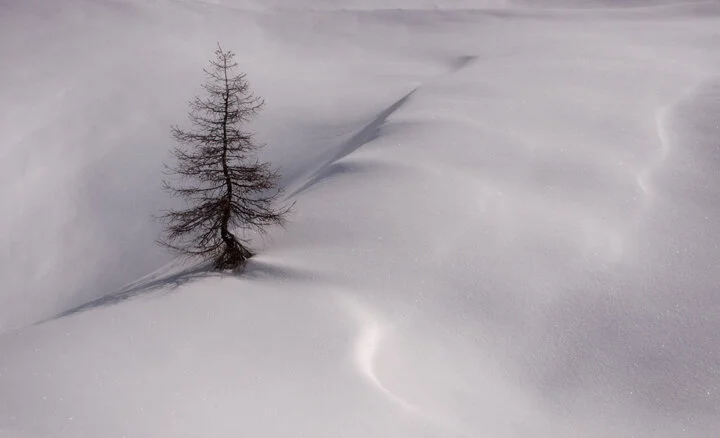 Alpine Conifer.jpg