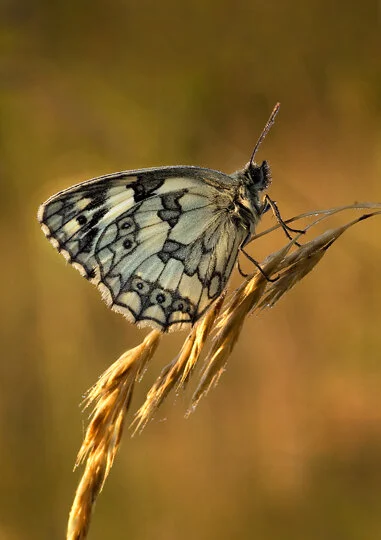 marbled white, morning light