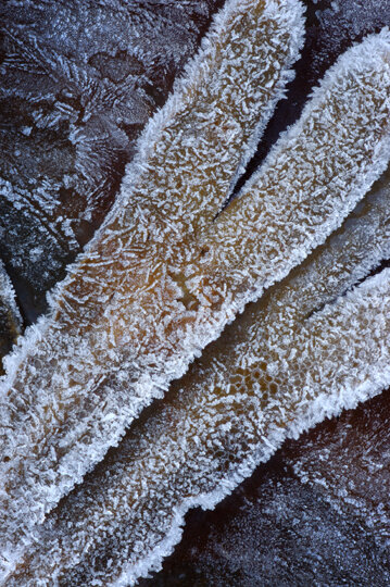 seaweed and frost