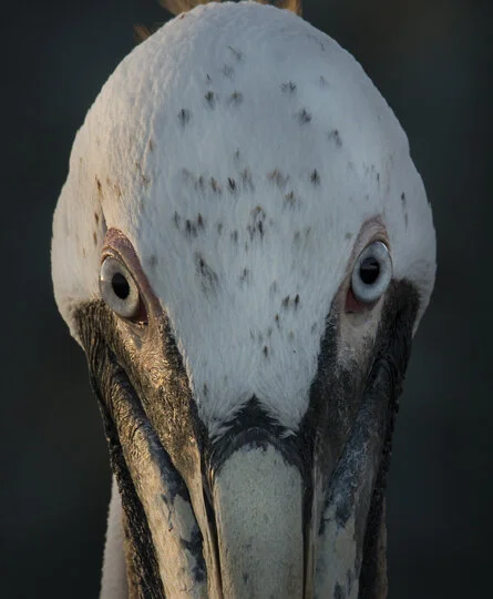 Pelican Stare.jpg